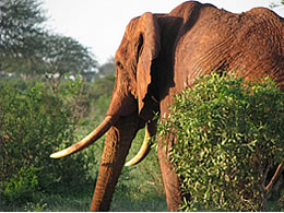 Tsavo East Elephant Bull